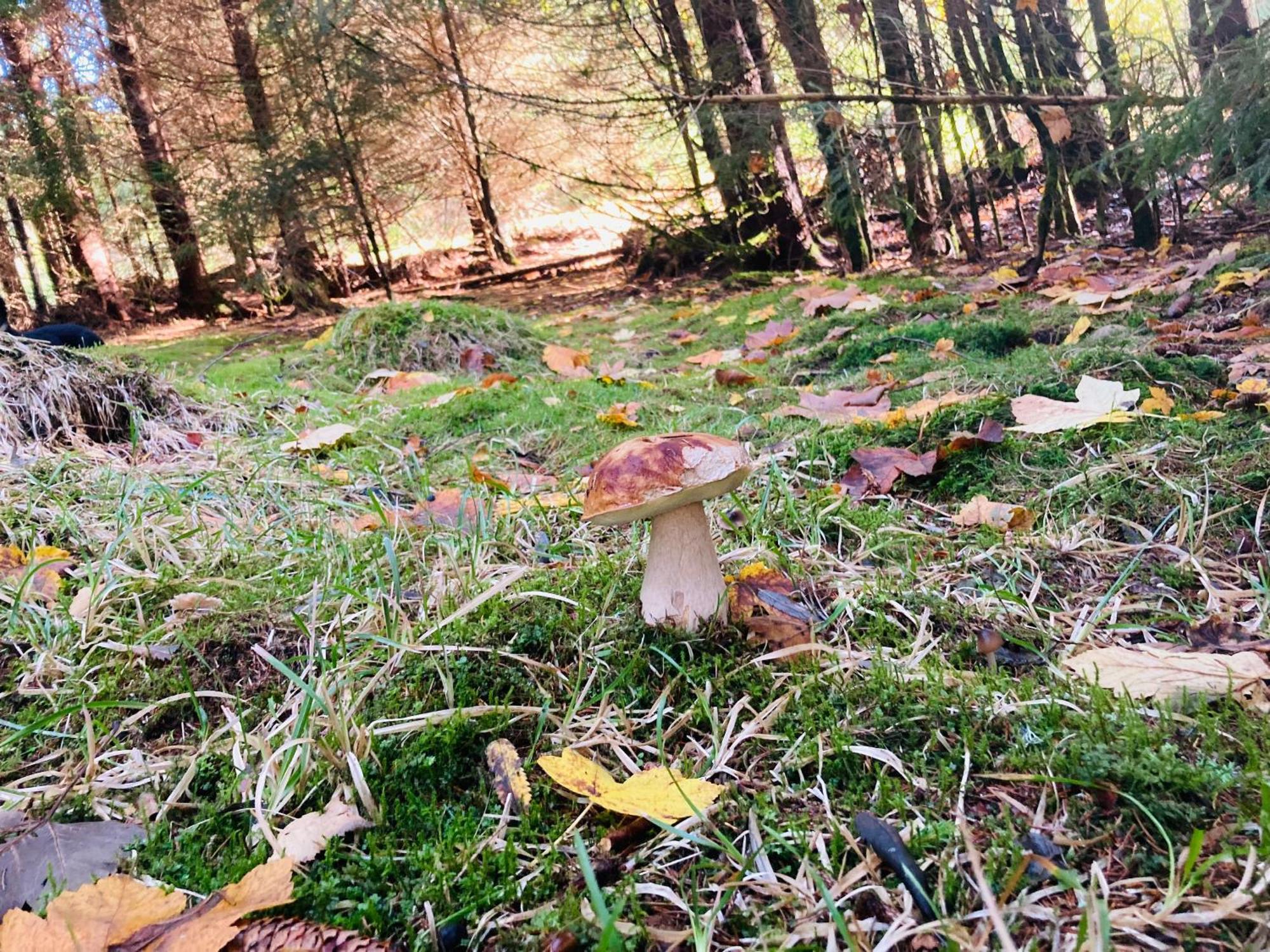 Le Perchoir, Gite 7 Personnes, Le Grand Valtin Ban-sur-Meurthe-Clefcy Luaran gambar